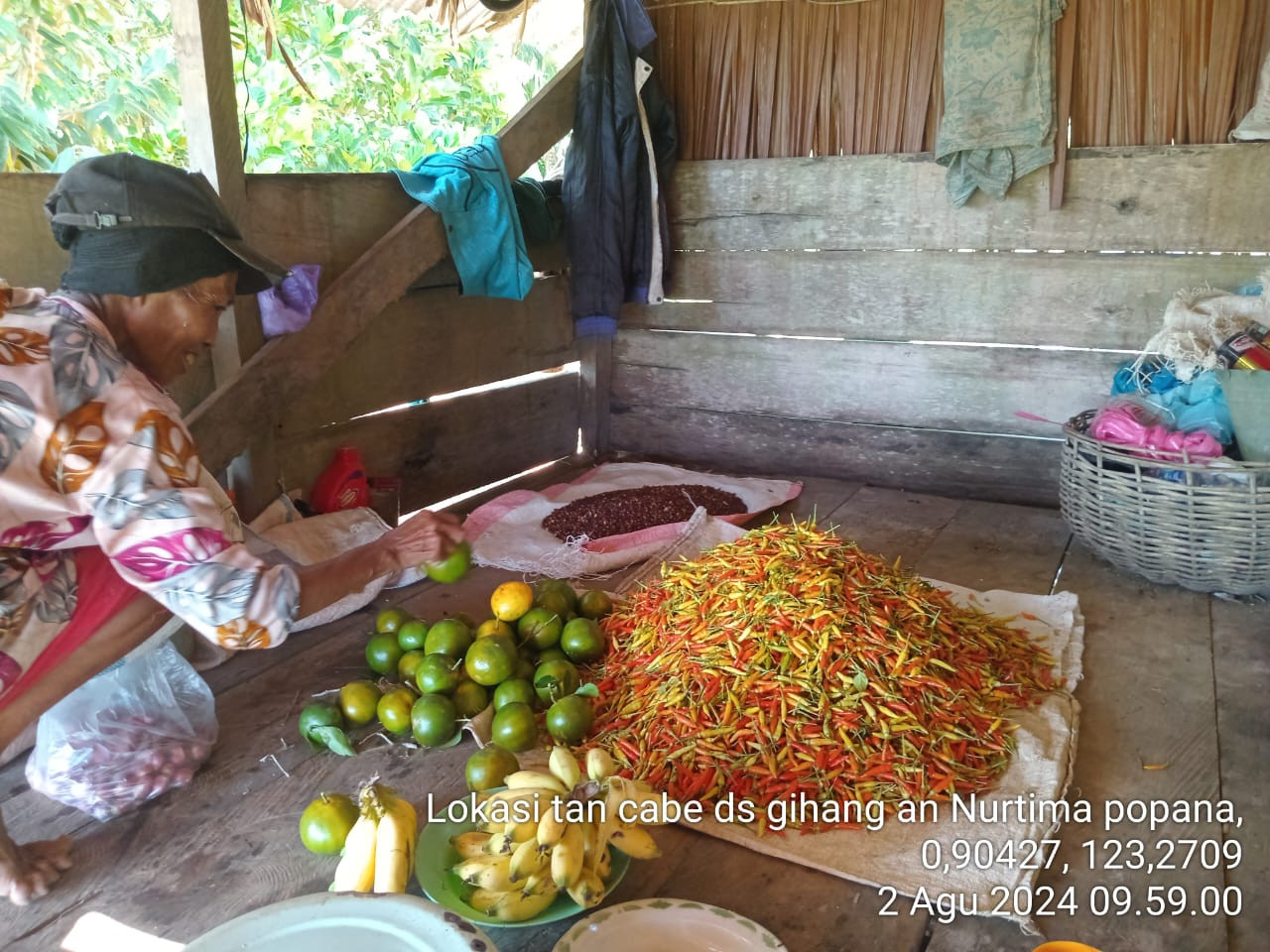 Semangat 45 Petani Cabai di Bukit Gihang