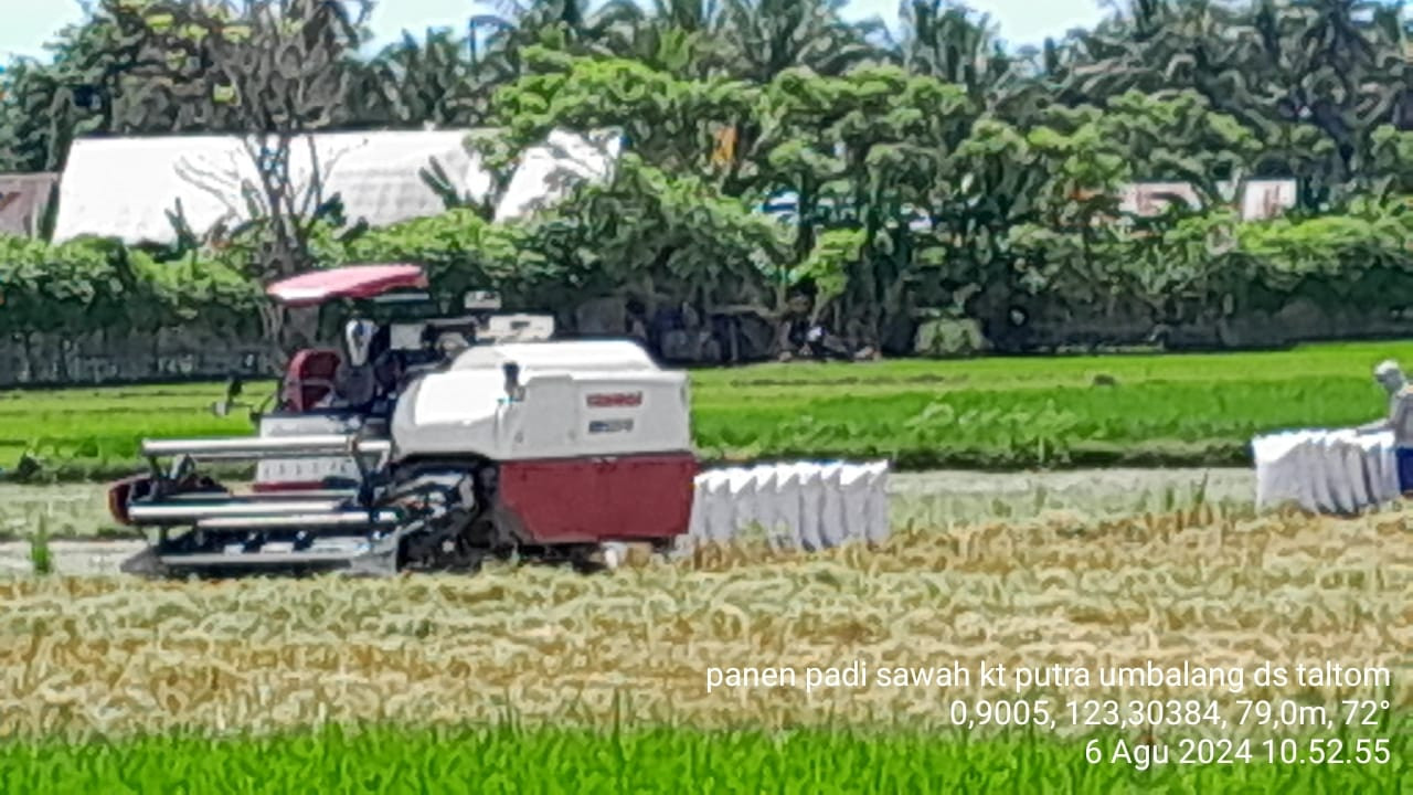 Panen Padi Sawah di Bolbar Tembus 7,5 Ton/Ha  