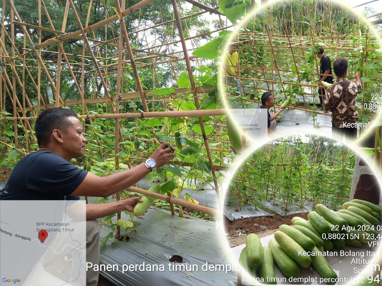 Kajian Demplot : Tanam 1 Ha Mentimun, Panen 60an Juta 