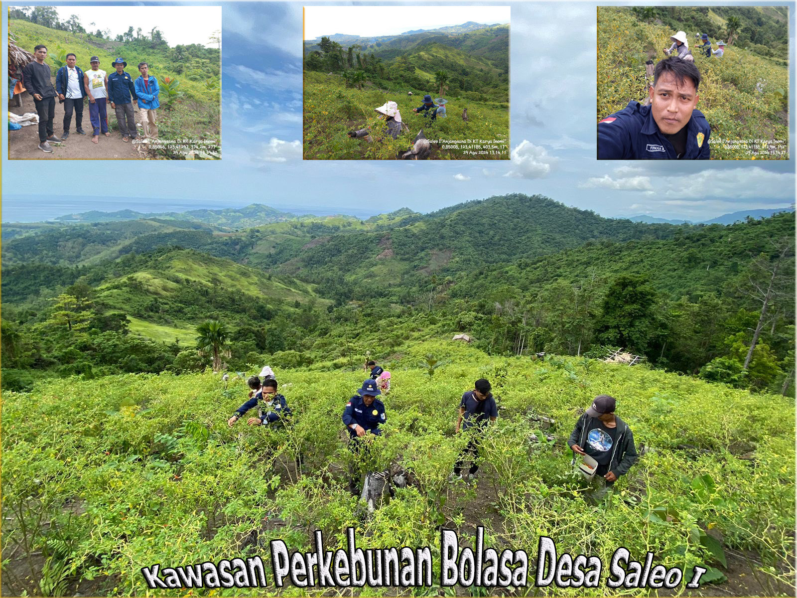 Emas Merah di Bukit Bolasa 