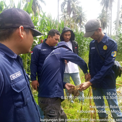 Atasi Busuk Batang pada Jagung