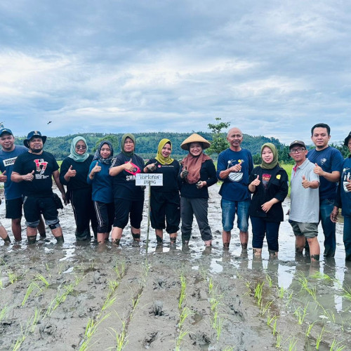 Bolmut Kembangkan Varietas Padi Sawah IPB