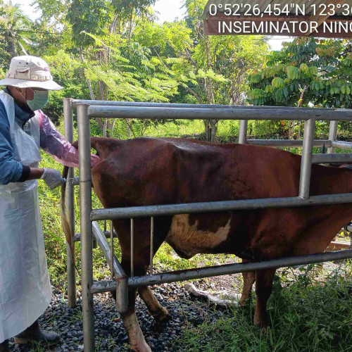 Gerakan IB Tingkatkan Populasi Ternak Sapi di Bolmut