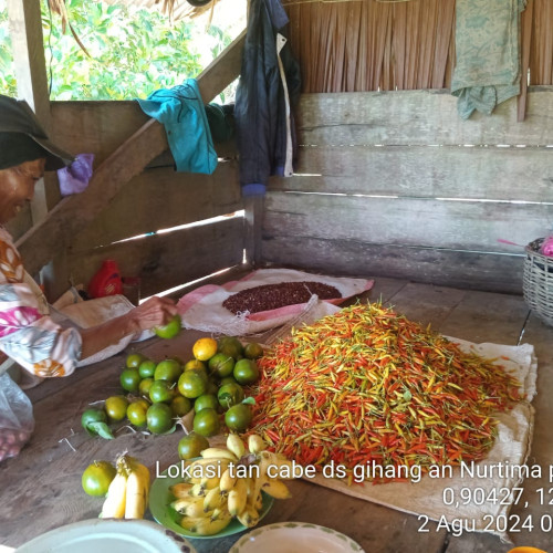 Semangat 45 Petani Cabai di Bukit Gihang