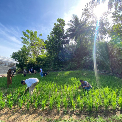 Gerakan BPP Bolbar,  Optimalkan Pertumbuhan Padi Ladang Lewat Pemupukan 