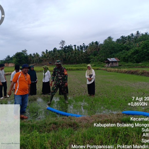 Program Pompanisasi di Bolmut Tingkatkan IP, Dorong Produktivitas Pertanian 