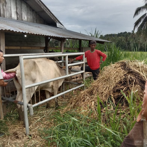 Giat Program Inseminasi Buatan di Bolmut Terus Dipacu 