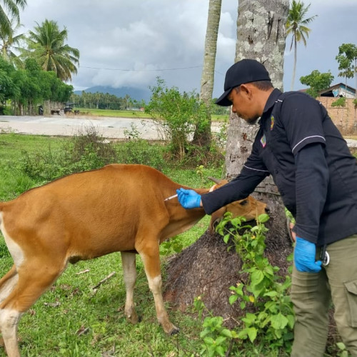 Ternak Sehat, Produktivitas Meningkat-Program Pelayanan Keswan Distan Bolmut