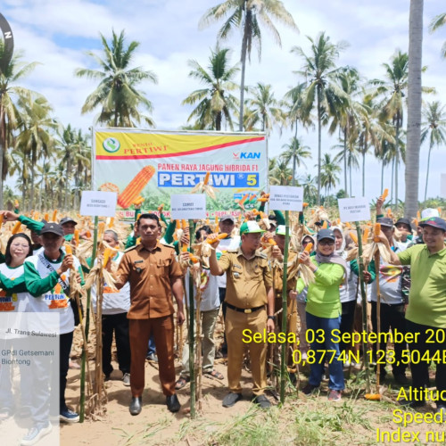 Panen Raya Jagung Pertiwi 5 Dorong Kemandirian Petani Bolmut