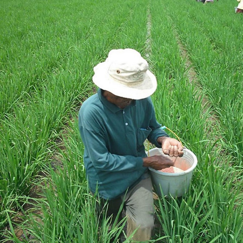 Pemupukan Berimbang pada Tanaman Padi Sawah