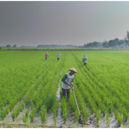 Pengendalian Gulma pada Tanaman Padi Sawah