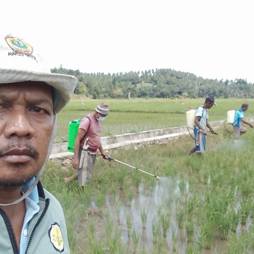 Pengendalian Wereng Cokelat pada Tanaman Padi Sawah