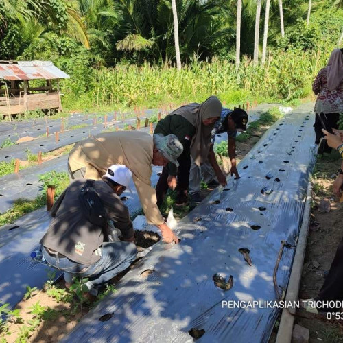 Transformasi Pertanian : Aplikasi Kombinasi Pupuk Kandang dan Truchoderma