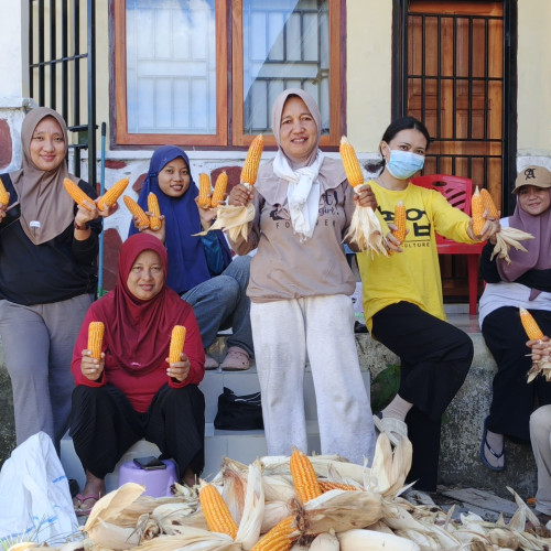 Inspirasi Menanam Jagung dari Demplot BPP Sangkup