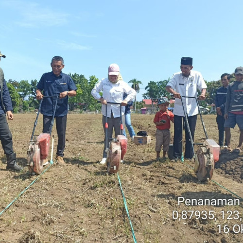 Membangun Sentra Jagung di Bintauna